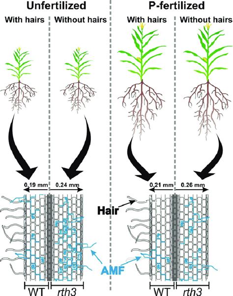 Fine Root Traits Definition