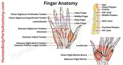 finger