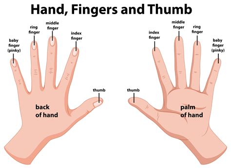 Finger Identification Hand