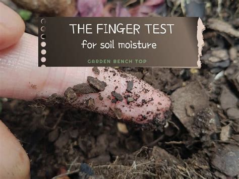 Finger Test Soil Moisture
