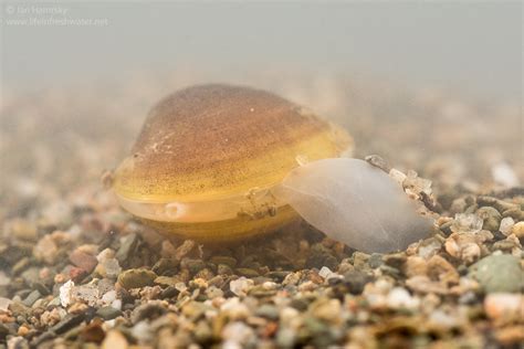 Fingernail Clams Class