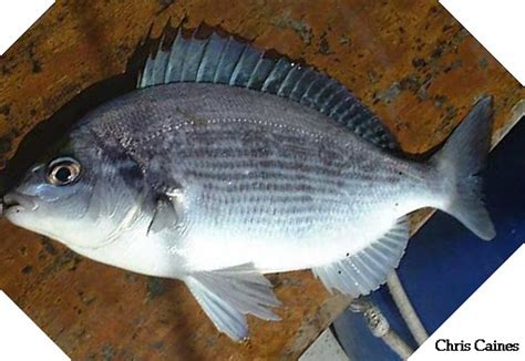 finned black seabream sha'am fish