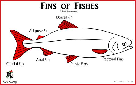 Fins For Fish