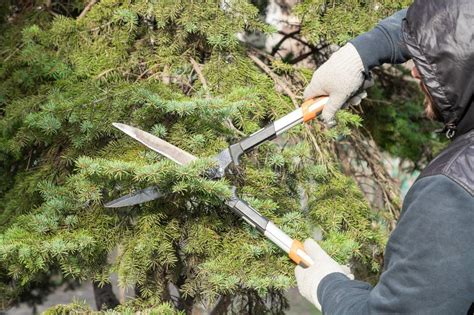 Fir Tree Hedge Pruning