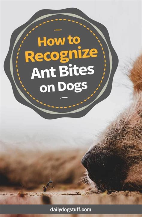 fire ant bites on dogs pictures