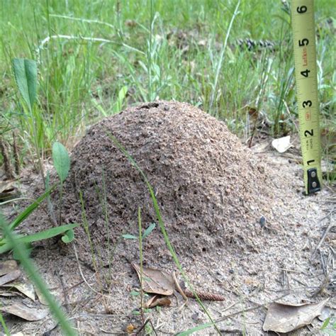 fire ant hill photos