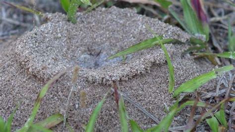 fire ant mounds florida