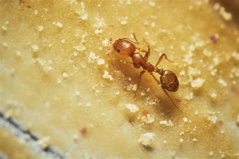 fire ant north carolina