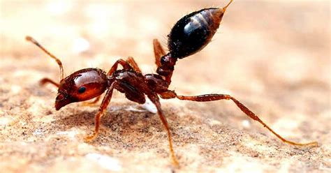 fire ant program qld