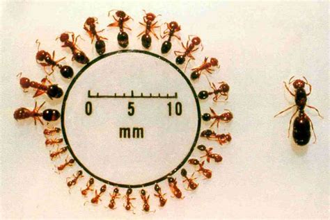 fire ant size