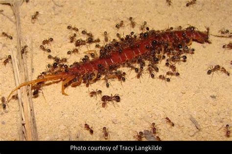 fire ants impact on the ecosystem