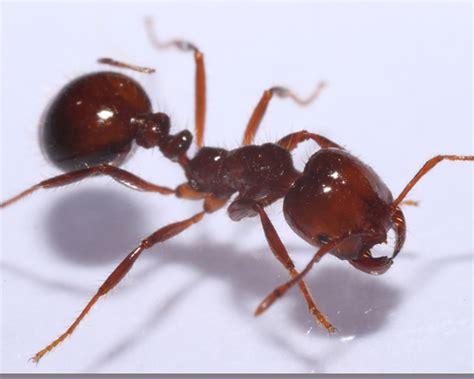 fire ants in colorado