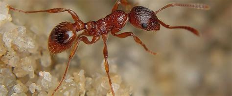 fire ants in europe