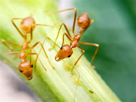 fire ants in garden