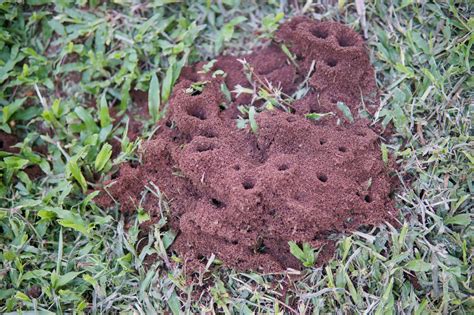 fire ants in my yard