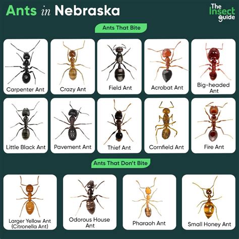 fire ants in nebraska