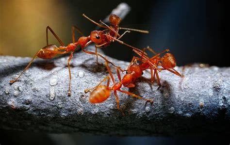 fire ants in tn