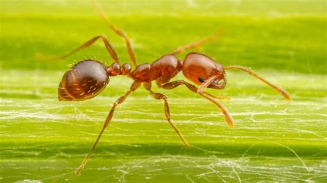 fire ants in uk