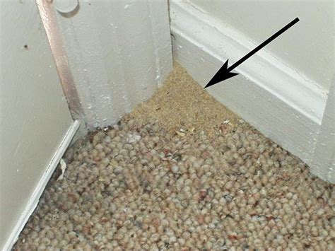 fire ants nesting inside house