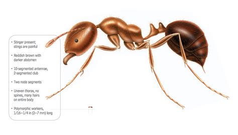 fire ants physical characteristics