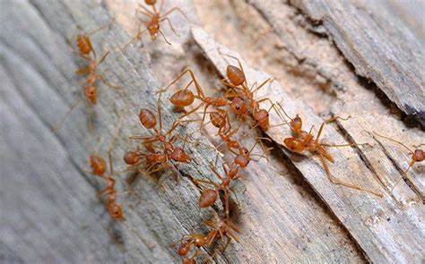 fire ants south carolina