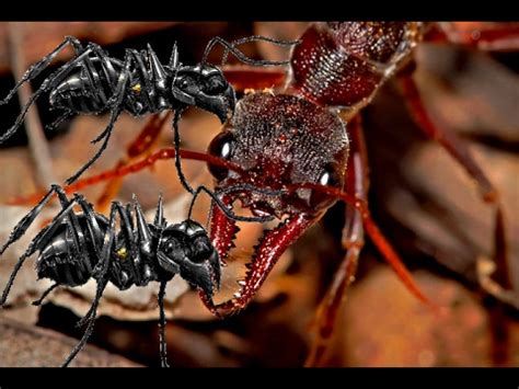 fire ants vs bullet ants