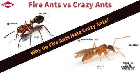 fire ants vs crazy ants