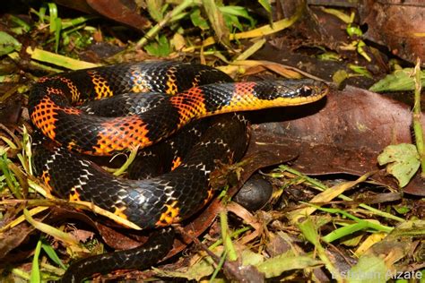 fire bellied snake