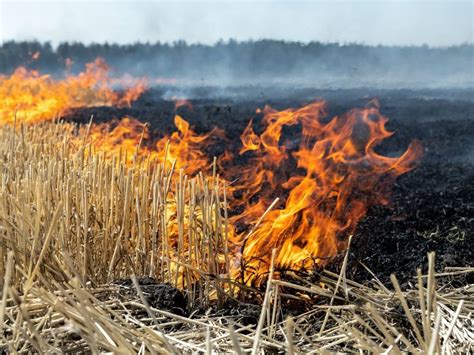 Fire Effects On Soil