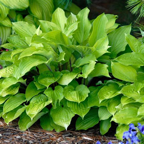 fire island hosta