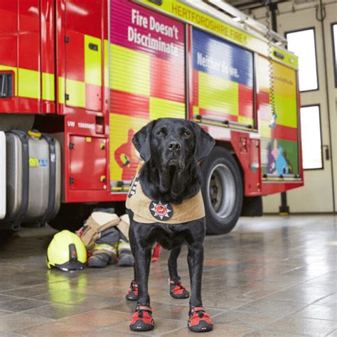 Fire Service Dog