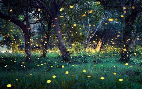 Fireflies Jacksonville Fl
