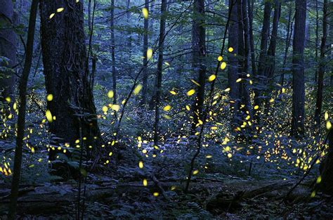 fireflies taking their lanterns to bed