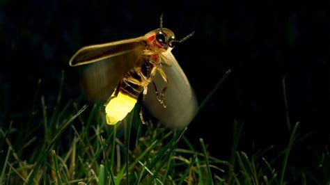 Firefly
