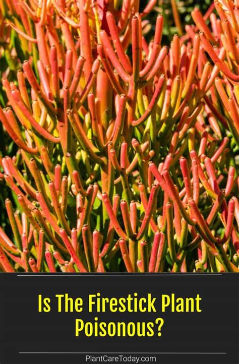 firestick plant dangers