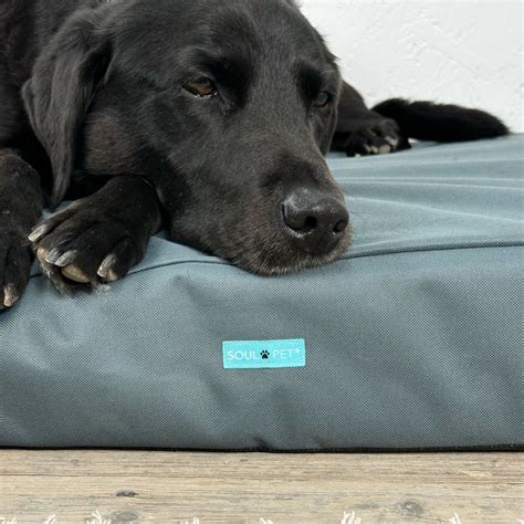 Firm Dog Beds