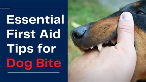 First Aid For Dog Burns