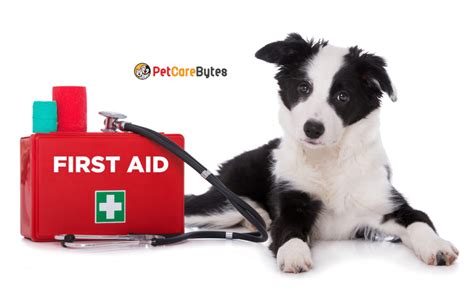 First Aid On Dogs