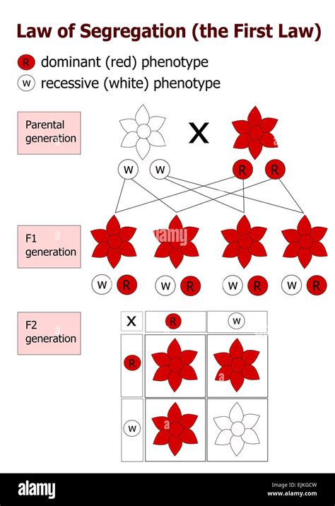 first law of inheritance
