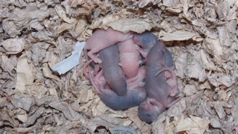 First Litter Mice