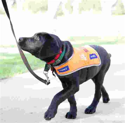 first school to train guide dogs