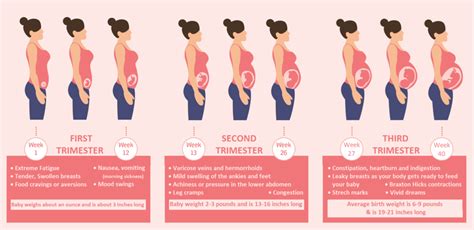 first second and third trimester in weeks