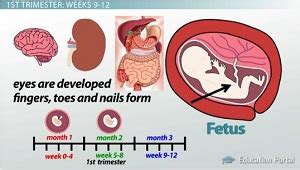 first sense to develop in utero