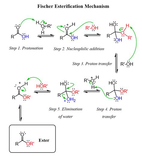 Solved Consider the mechanism for the Fischer esterification