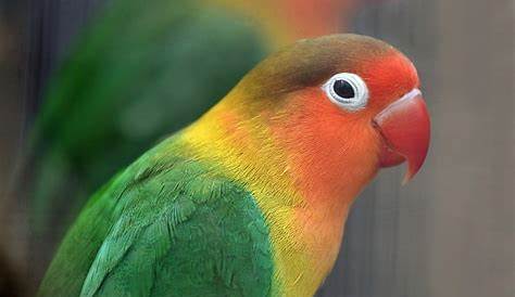 Fischer’s LoveBird Color Mutation. Beautiful birds