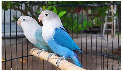 Lovebirds, Blue Fischers Grete Howard LRPS Flickr