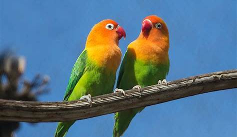 Pictures and information on Fischer's Lovebird
