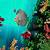 fish aquarium animated wallpaper free download