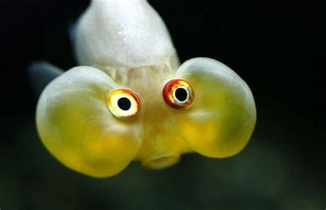 Funny Fish Pictures Funny Animals