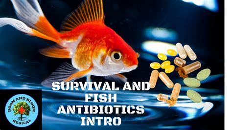 fish antibiotics safety